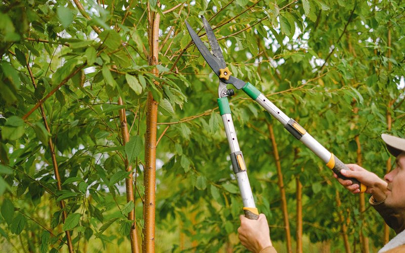Tree trimming in Willows, CA