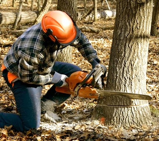 Tree Removal in Willows, CA